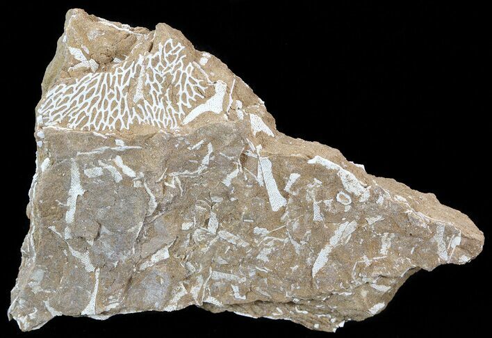 Ordovician Bryozoans (Chasmatopora) Plate - Estonia #49977